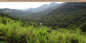 Bosque atlántico: qué es, características, flora y fauna