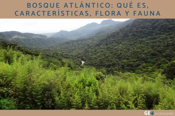 Bosque atlántico: qué es, características, flora y fauna