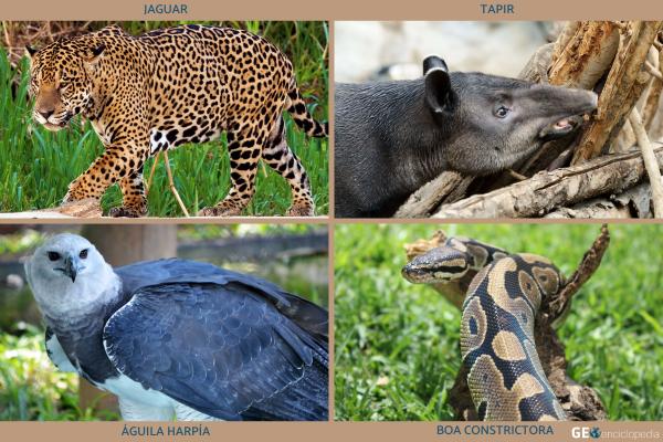 Bosque atlántico: qué es, características, flora y fauna - Fauna del bosque atlántico