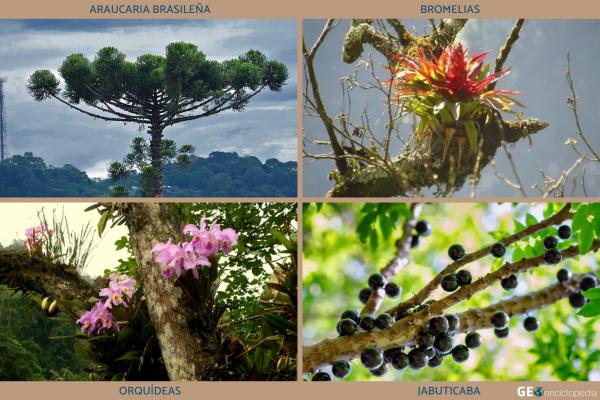 Bosque atlántico: qué es, características, flora y fauna - Flora del bosque atlántico