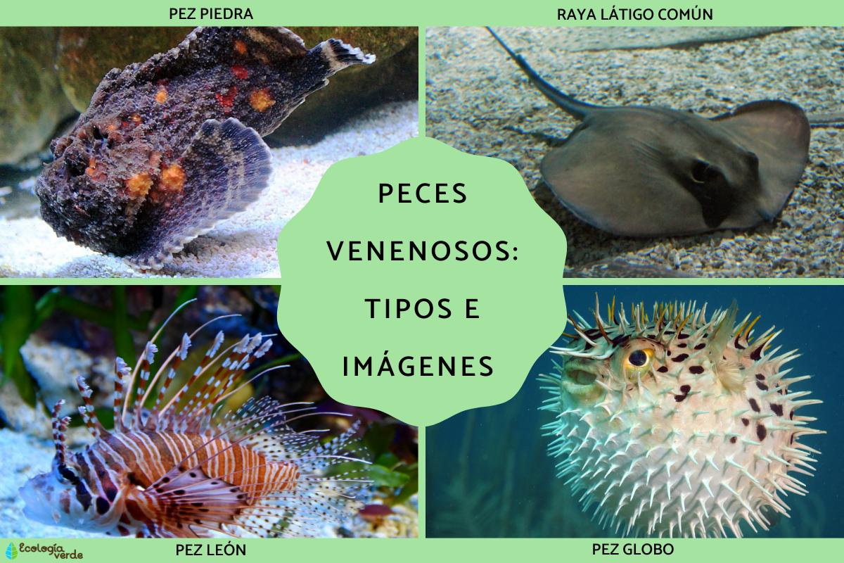 Peces venenosos: tipos e imágenes