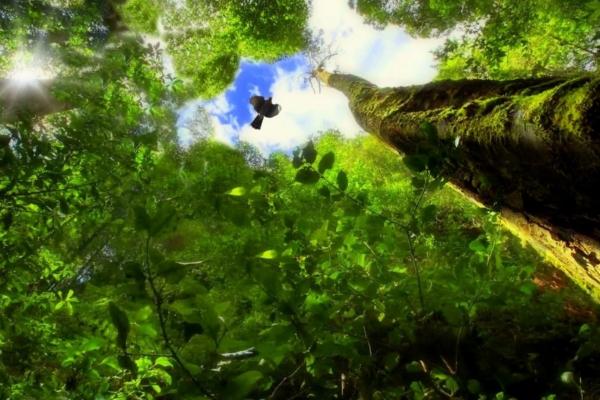 Bosque atlántico: qué es, características, flora y fauna - Qué es el bosque atlántico