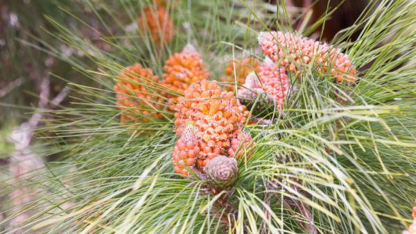 Pinos canarios o Pinus canariensis: cómo son, hábitat y su resistencia al fuego - ¿Cómo son los pinos canarios (Pinus canariensis)?