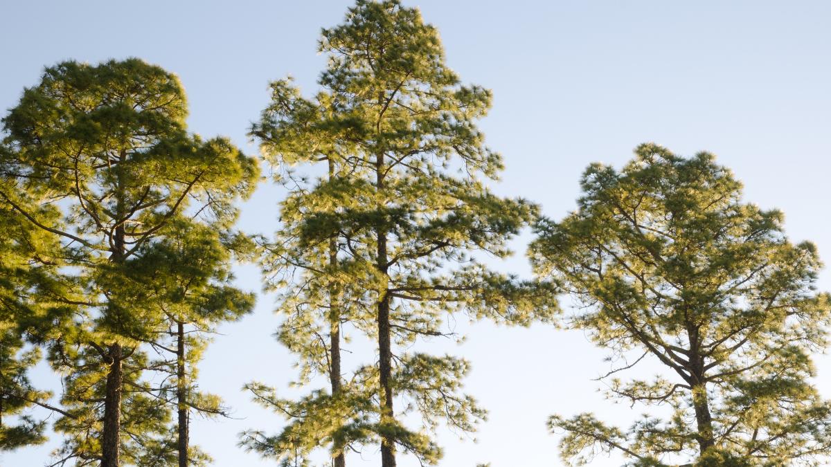 Pinos canarios o Pinus canariensis: cómo son, hábitat y su resistencia al fuego