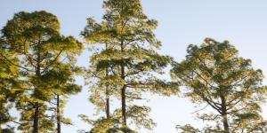 Pinos canarios o Pinus canariensis: cómo son, hábitat y su resistencia al fuego