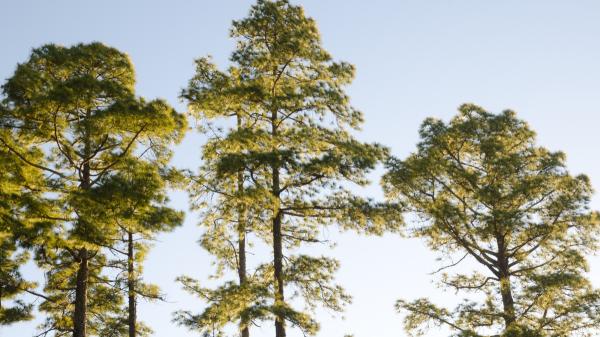 Pinos canarios o Pinus canariensis: cómo son, hábitat y su resistencia al fuego