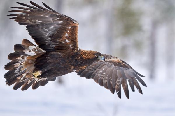 Animales de invierno - Águila real (Aquila chrysaetos)