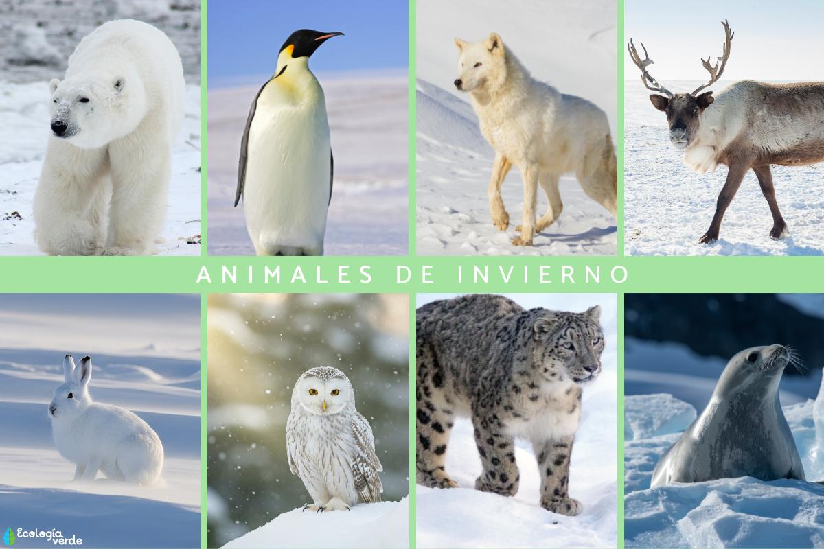 Animales de invierno