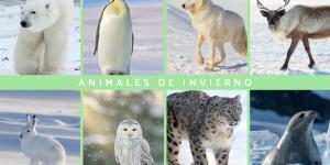 Animales de invierno