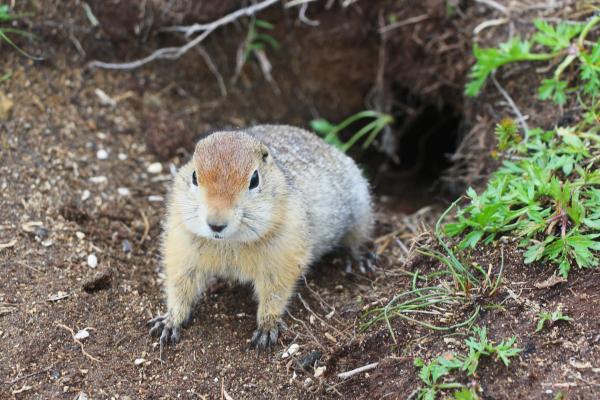 Animales de invierno - Ardilla terrestre ártica (Urocitellus parryii)