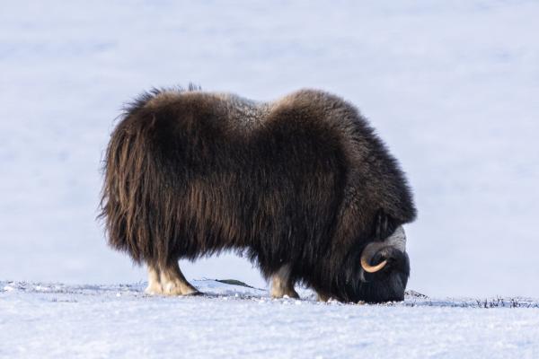 Animales de invierno - Buey almizclero (Ovibos moschatus)