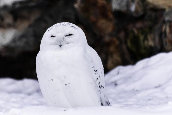 Animales de invierno - Búho nival (Bubo scandiacus)