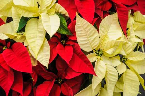 Flor de Pascua, planta de Navidad, Poinsettia o Euphorbia pulcherrima - Características de la Euphorbia pulcherrima o flor de Pascua  