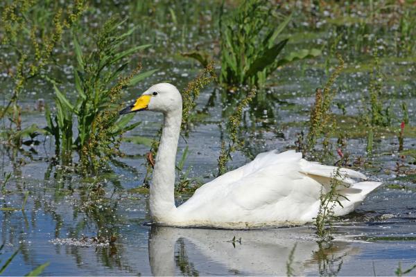 Animales de invierno - Cisne cantor (Cygnus cygnus)