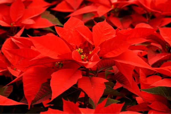 Flor de Pascua, planta de Navidad, Poinsettia o Euphorbia pulcherrima - Cómo hacer que la flor de Pascua se ponga roja