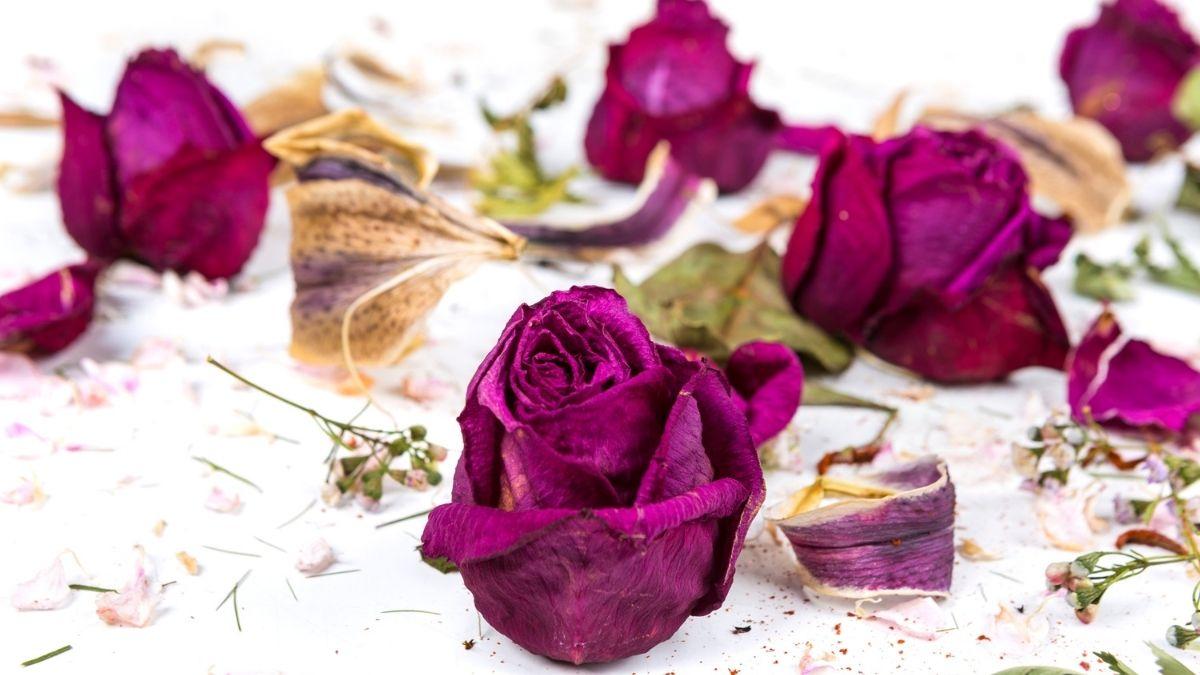 ¿Cómo secar flores con sal? El truco casero para que mantengan su color y forma (y no se aplasten)