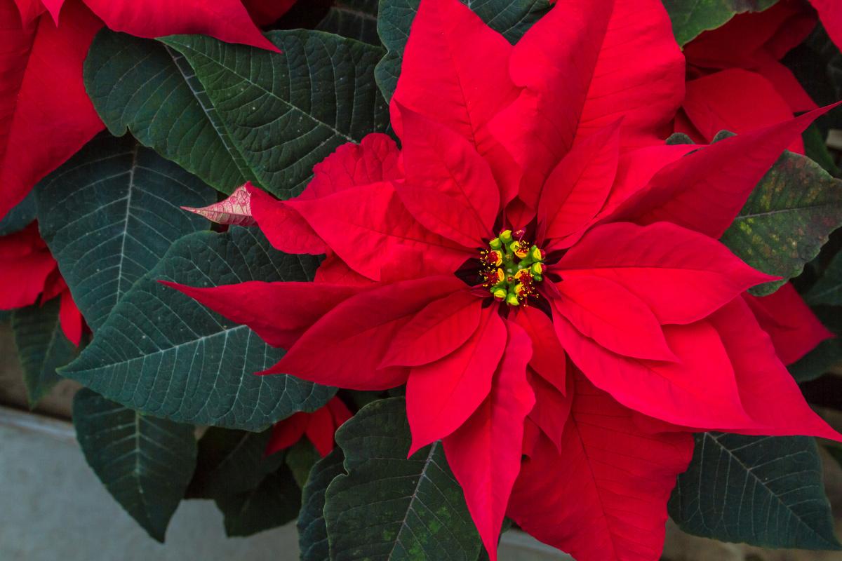 Flor de Pascua, planta de Navidad, Poinsettia o Euphorbia pulcherrima