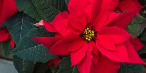 Flor de Pascua, planta de Navidad, Poinsettia o Euphorbia pulcherrima