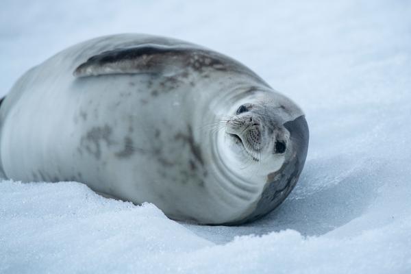 Animales de invierno - Foca de Weddell (Leptonychotes weddellii)