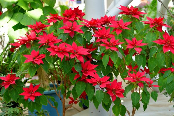 Flor de Pascua, planta de Navidad, Poinsettia o Euphorbia pulcherrima - Hábitat de la Euphorbia pulcherrima