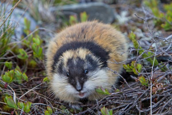 Animales de invierno - Lemming ártico (Lemmus lemmus)
