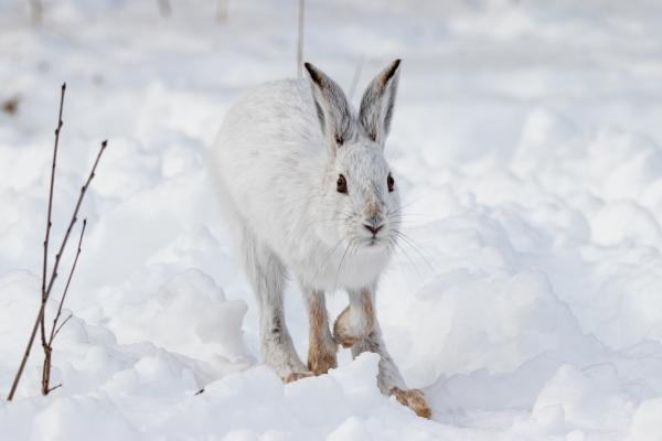 Animales de invierno - Liebre ártica (Lepus arcticus)