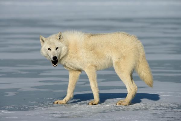 Animales de invierno - Lobo ártico (Canis lupus arctos)