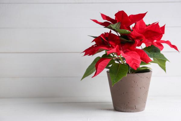 Flor de Pascua, planta de Navidad, Poinsettia o Euphorbia pulcherrima - Luz, temperatura y ubicación de la flor de Pascua