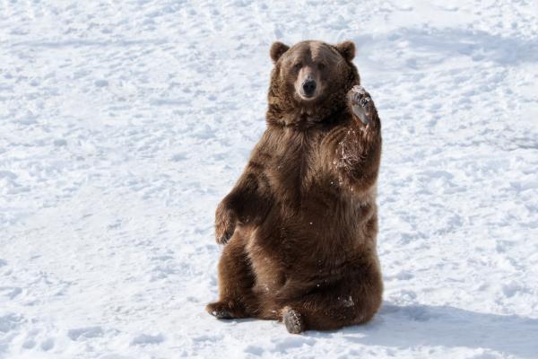 Animales de invierno - Oso gris o grizzly (Ursus arctos horribilis)