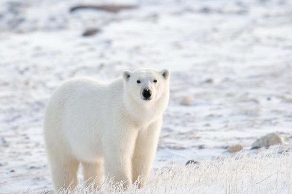 Animales de invierno - Oso polar (Ursus maritimus)