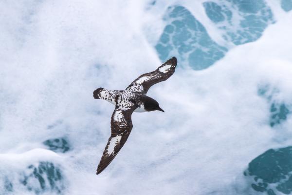 Animales de invierno - Petrel antártico (Thalassoica antarctica)