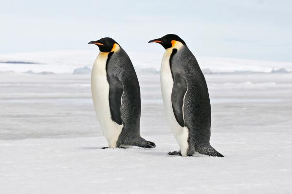 Animales de invierno - Pingüino emperador (Aptenodytes forsteri)