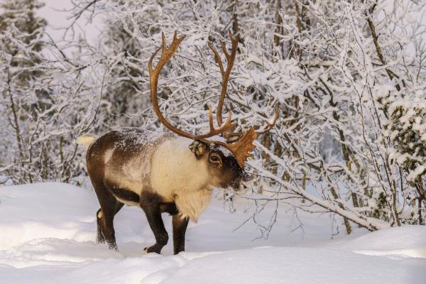 Animales de invierno - Reno o caribú (Rangifer tarandus)