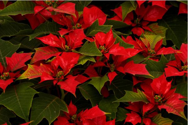 Flor de Pascua, planta de Navidad, Poinsettia o Euphorbia pulcherrima - Reproducción de la flor de Pascua