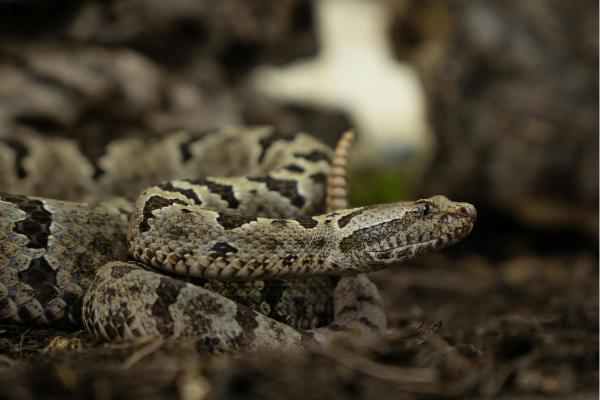 Animales de invierno - Serpiente de cascabel del bosque (Crotalus horridus)