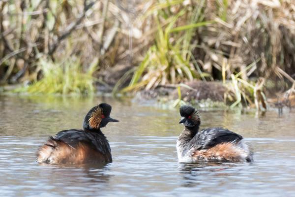 Animales de invierno - Zampullín cuellinegro (Podiceps nigricollis)