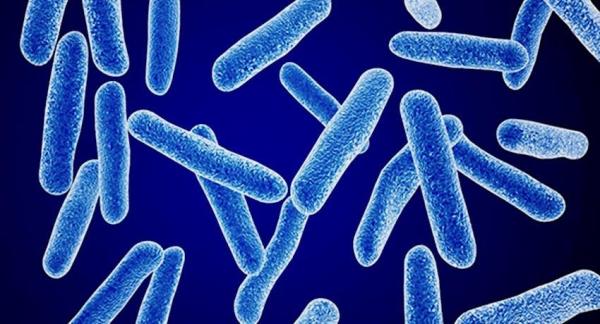 Gusanos, bacterias y mohos que devoran el plástico - Bacterias que devoran plásticos