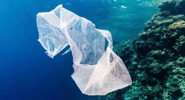 Gusanos, bacterias y mohos que devoran el plástico - Conclusiones