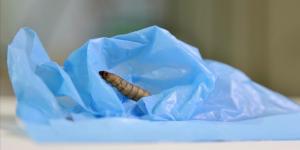 Gusanos, bacterias y mohos que devoran el plástico