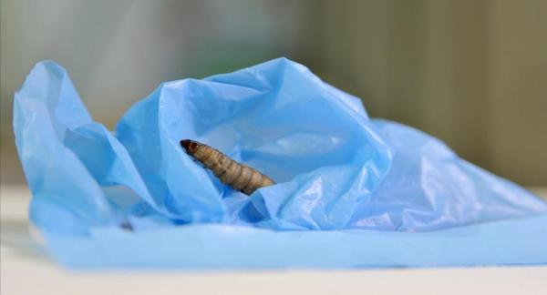 Gusanos, bacterias y mohos que devoran el plástico
