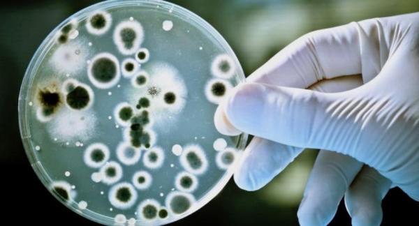 Gusanos, bacterias y mohos que devoran el plástico - Hallan un hongo que degrada el plástico