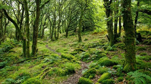 El cinturón verde del planeta se mueve: la vegetación terrestre acelera su migración hacia el noreste - ¿Qué empuja el desplazamiento del cinturón verde?