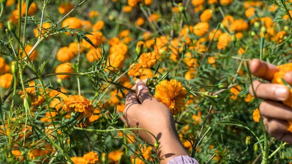 Un gesto habitual en el campo que puede acabar en sanción: arrancar estas plantas silvestres protegidas - Arrancar ciertas plantas del campo puede acabar en multa
