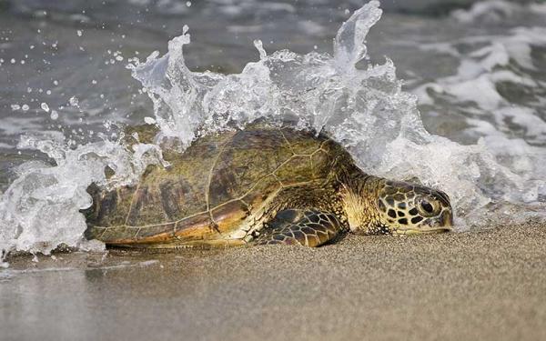 Tortuga Caguama - Descripción de la tortuga caguama