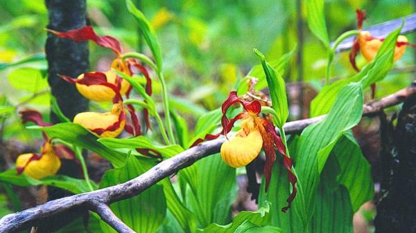 Un gesto habitual en el campo que puede acabar en sanción: arrancar estas plantas silvestres protegidas - Estas plantas silvestres pueden estar protegidas aunque parezcan comunes