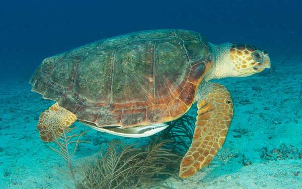 Tortuga Caguama - Reproducción de la tortuga caguama