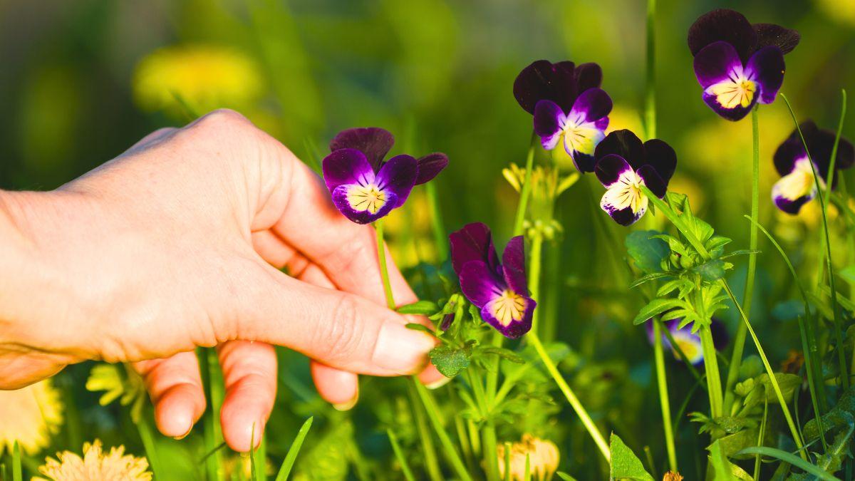 Un gesto habitual en el campo que puede acabar en sanción: arrancar estas plantas silvestres protegidas