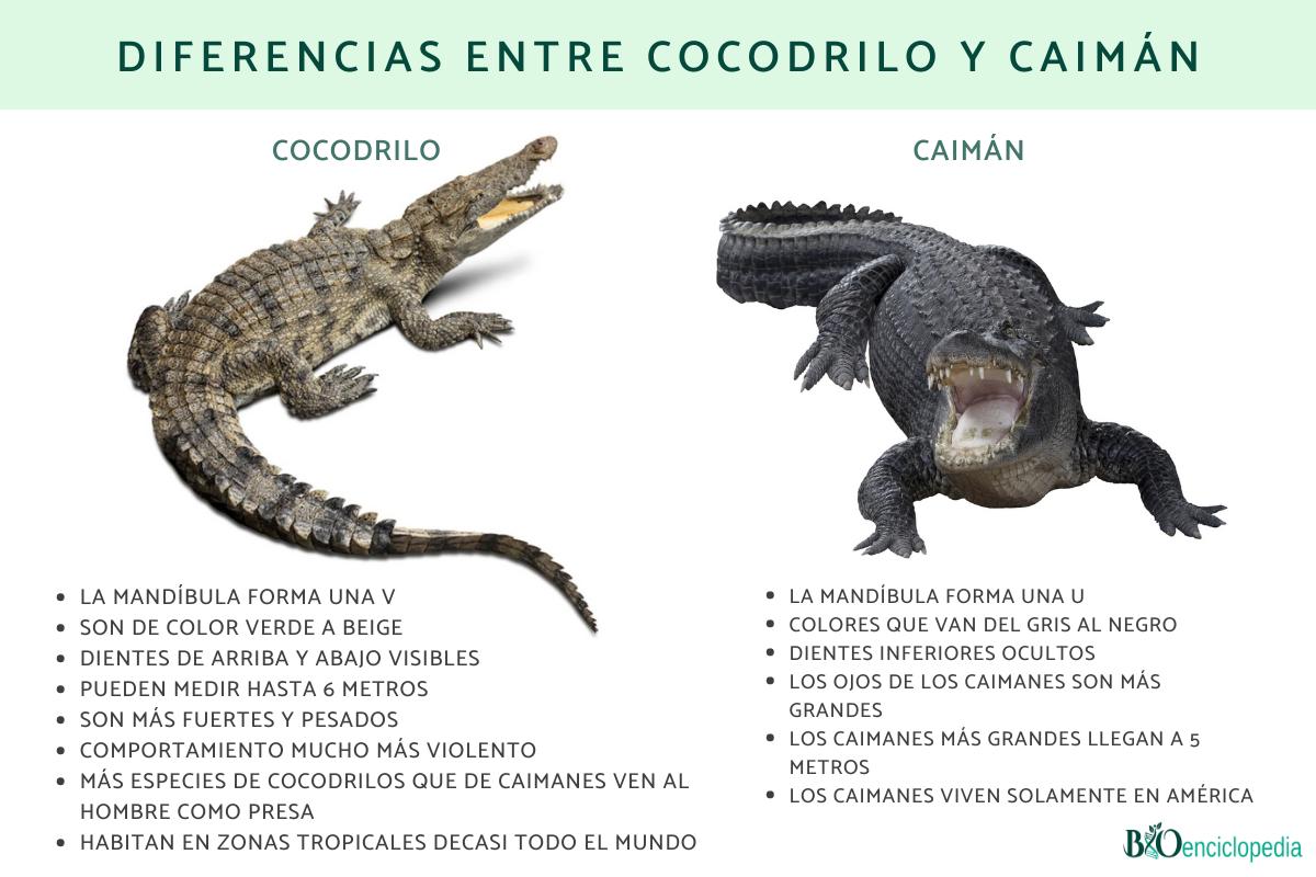 Diferencia entre cocodrilo y caimán