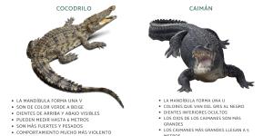 Diferencia entre cocodrilo y caimán