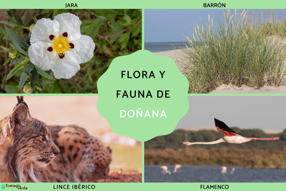 Flora y fauna de Doñana